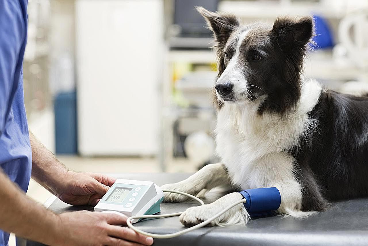 Ветеринарная клиника собака